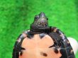 画像6: カントンクサガメ28　