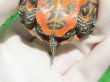 画像8: キタアカハラガメ７　ＳＡＬＥ！