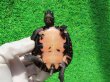 画像10: カントンクサガメ27