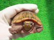 画像5: ミシシッピニオイガメ41（ハイポ♂スペシャルセレクト）