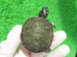 画像2: キタアカハラガメ７　ＳＡＬＥ！