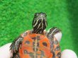画像7: キタアカハラガメ７　ＳＡＬＥ！