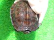 画像6: カントンクサガメ27