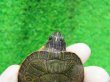 画像4: キタアカハラガメ６　ＳＡＬＥ！