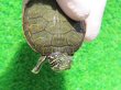 画像5: キタアカハラガメ６　ＳＡＬＥ！