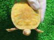 画像4: フロリダアカハラガメ・Ｔ-アルビノ　ＳＡＬＥ！