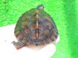 画像7: カントンクサガメ29