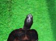 画像5: カントンクサガメ29