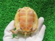 画像9: フロリダアカハラガメ・Ｔ-アルビノ　ＳＡＬＥ！