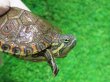 画像5: タバスコクジャクガメ７