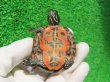 画像9: キタアカハラガメ７　ＳＡＬＥ！