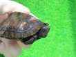 画像3: カントンクサガメ29