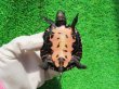 画像10: カントンクサガメ29