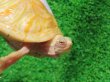 画像3: フロリダアカハラガメ・Ｔ-アルビノ　ＳＡＬＥ！