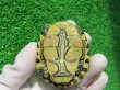 画像10: タバスコクジャクガメ７