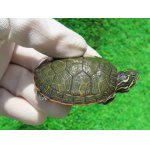 画像: キタアカハラガメ６　ＳＡＬＥ！