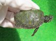 画像1: キタアカハラガメ７　ＳＡＬＥ！