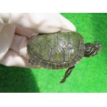 画像: キタアカハラガメ７　ＳＡＬＥ！