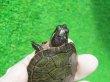 画像4: キタアカハラガメ７　ＳＡＬＥ！