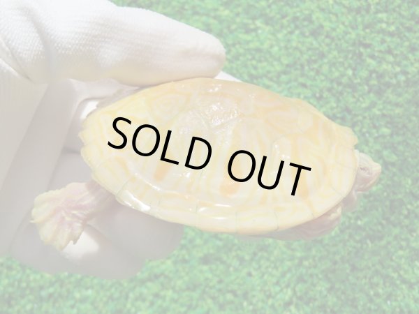 画像1: フロリダアカハラガメ・Ｔ-アルビノ　ＳＡＬＥ！