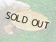 画像: フロリダアカハラガメ・Ｔ-アルビノ　ＳＡＬＥ！