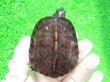 画像2: カントンクサガメ27