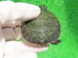 画像6: キタアカハラガメ７　ＳＡＬＥ！