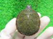 画像2: キタアカハラガメ６　ＳＡＬＥ！