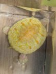 画像10: フロリダアカハラガメ・Ｔ-アルビノ　ＳＡＬＥ！