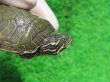 画像3: キタアカハラガメ６　ＳＡＬＥ！