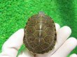 画像3: タバスコクジャクガメ７