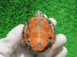 画像8: キタアカハラガメ６　ＳＡＬＥ！