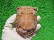 画像10: ミシシッピニオイガメ41（ハイポ♂スペシャルセレクト）