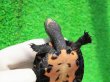 画像8: カントンクサガメ29