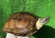 画像2: パイドクサガメ　