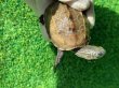 画像4: ハイポクサガメP.Het.アルビ11　