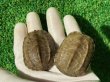 画像2: ハイポクサガメセットP.Het.アルビ13　