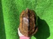 画像4: パイドクサガメ　