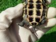 画像6: ハイポクサガメP.Het.アルビ11　