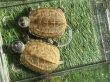画像1: ハイポクサガメセットP.Het.アルビ13　