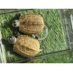 画像: ハイポクサガメセットP.Het.アルビ13　