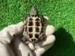 画像7: ハイポクサガメP.Het.アルビ11　