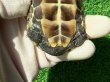 画像6: ハイポパステルクサガメP.Het.アルビ12　