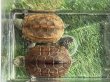 画像1: ハイポクサガメセットP.Het.アルビ14　