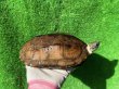 画像3: パイドクサガメ　