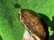 画像6: パイドクサガメ　