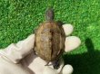 画像2: ハイポクサガメP.Het.アルビ11　