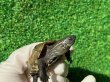 画像3: ハイポクサガメP.Het.アルビ11　