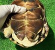 画像8: パイドクサガメ　