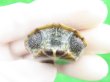 画像7: パステルクサガメ4　ＳＡＬＥ！1,000円OFF